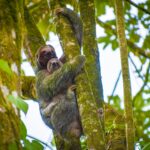 Sloth watching tour La Fortuna