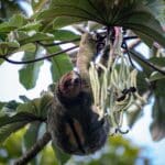 Sloth watching tour La Fortuna