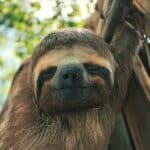 Sloth watching tour La Fortuna